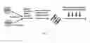 Fig. 02 - COMPOSITIONS AND METHODS FOR PERSONALIZED NEOPLASIA VACCINES
