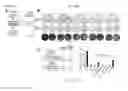 Fig. 19 - COMPOSITIONS AND METHODS FOR PERSONALIZED NEOPLASIA VACCINES