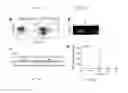 Fig. 24 - COMPOSITIONS AND METHODS FOR PERSONALIZED NEOPLASIA VACCINES