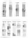 Fig. 02 - MELK epitope peptides and vaccines containing the same