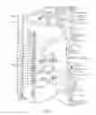 Fig. 08 - Myocyte-derived flow assist device: extravasal sheaths of rhythmically contracting myocytes aiding flow of biological fluids