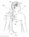 Fig. 01 - DRAINAGE SYSTEMS FOR EXCESS BODY FLUIDS AND ASSOCIATED METHODS