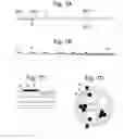 Fig. 08 - Apparatus and methods for assisted breathing by transvascular nerve stimulation