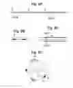 Fig. 09 - Apparatus and methods for assisted breathing by transvascular nerve stimulation