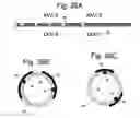 Fig. 29 - Apparatus and methods for assisted breathing by transvascular nerve stimulation