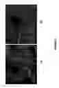 Fig. 03 - Nanoporous metal-carbon composite