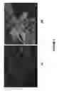 Fig. 04 - Nanoporous metal-carbon composite