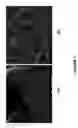 Fig. 06 - Nanoporous metal-carbon composite