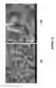 Fig. 11 - Nanoporous metal-carbon composite