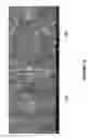 Fig. 13 - Nanoporous metal-carbon composite