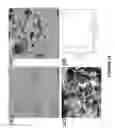 Fig. 14 - Nanoporous metal-carbon composite