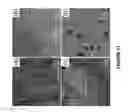 Fig. 18 - Nanoporous metal-carbon composite