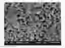 Fig. 01 - NOVEL AMORPHOUS AND NANOSTRUCTURED Nb-Zr ALLOY