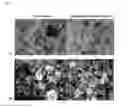 Fig. 02 - Method for manufacturing sustained-release matrix-type granular complex fertilizer and matrix-type granular complex fertilizer obtained therefrom