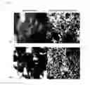 Fig. 03 - Method for manufacturing sustained-release matrix-type granular complex fertilizer and matrix-type granular complex fertilizer obtained therefrom