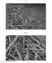 Fig. 06 - CO-PROCESSING METHOD AND FORMULATION FOR HIV ATTACHMENT INHIBITOR PRODRUG COMPOUND AND EXCIPIENTS