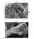 Fig. 09 - CO-PROCESSING METHOD AND FORMULATION FOR HIV ATTACHMENT INHIBITOR PRODRUG COMPOUND AND EXCIPIENTS