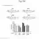 Fig. 04 - Human iNKT cell activation using glycolipids