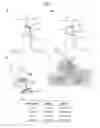 Fig. 26 - Human iNKT cell activation using glycolipids