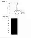 Fig. 02 - Stabilized soluble pre-fusion RSV F polypeptides