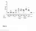 Fig. 12 - Stabilized soluble pre-fusion RSV F polypeptides