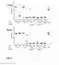Fig. 13 - Stabilized soluble pre-fusion RSV F polypeptides