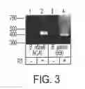 Fig. 06 - VMP-like sequences of pathogenic species and strains