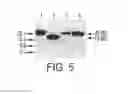 Fig. 09 - VMP-like sequences of pathogenic species and strains