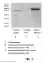 Fig. 03 - Expression systems and associated methods