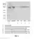 Fig. 04 - Expression systems and associated methods