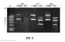 Fig. 07 - Expression systems and associated methods