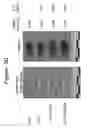 Fig. 51 - Codon optimized IL-15 and IL-15R-alpha genes for expression in mammalian cells