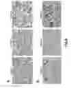 Fig. 06 - Consumable cryopreserved cells transiently overexpressing gene(s) encoding drug transporter protein(s) and/or drug metabolizing enzyme(s)