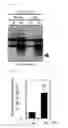 Fig. 04 - Inflammatory disease treatment composition including anti-myosin regulatory light-chain polypeptide antibody