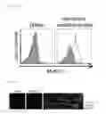Fig. 07 - Inflammatory disease treatment composition including anti-myosin regulatory light-chain polypeptide antibody