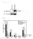 Fig. 09 - Inflammatory disease treatment composition including anti-myosin regulatory light-chain polypeptide antibody