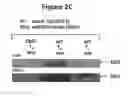 Fig. 04 - Monoclonal antibodies to interleukin 35 and methods of use thereof to inhibit regulatory T cell function