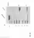 Fig. 30 - Compositions and methods for treatment and detection of cancers