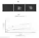 Fig. 02 - FIBER COMPRISING A BIODEGRADABLE POLYMER