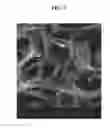 Fig. 03 - Microporous polyimide sponge and method for producing the same
