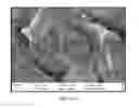 Fig. 02 - Nanodiamond containing composite and a method for producing the same