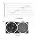 Fig. 08 - Generation of keratinocytes from pluripotent stem cells and maintenance of keratinocyte cultures