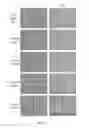Fig. 10 - Generation of keratinocytes from pluripotent stem cells and maintenance of keratinocyte cultures