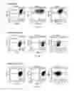 Fig. 03 - Identification and isolation of human corneal endothelial cells (HCECS)
