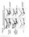 Fig. 108 - Isolation and cultivation of stem/progenitor cells from the amniotic membrane of umbilical cord and uses of cells differentiated therefrom