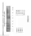 Fig. 19 - Isolation and cultivation of stem/progenitor cells from the amniotic membrane of umbilical cord and uses of cells differentiated therefrom
