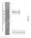 Fig. 21 - Isolation and cultivation of stem/progenitor cells from the amniotic membrane of umbilical cord and uses of cells differentiated therefrom