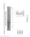 Fig. 24 - Isolation and cultivation of stem/progenitor cells from the amniotic membrane of umbilical cord and uses of cells differentiated therefrom