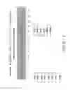 Fig. 25 - Isolation and cultivation of stem/progenitor cells from the amniotic membrane of umbilical cord and uses of cells differentiated therefrom