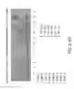 Fig. 33 - Isolation and cultivation of stem/progenitor cells from the amniotic membrane of umbilical cord and uses of cells differentiated therefrom